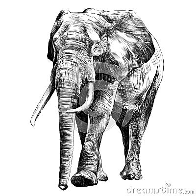 Elephant sketch graphics vector Vector Illustration