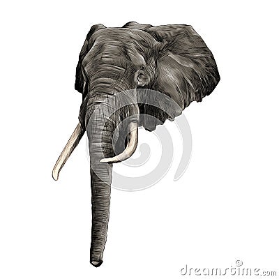 Elephant sketch graphics vector Vector Illustration