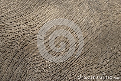 Elephant skin Stock Photo