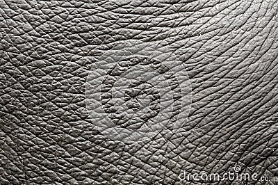 Elephant skin Stock Photo