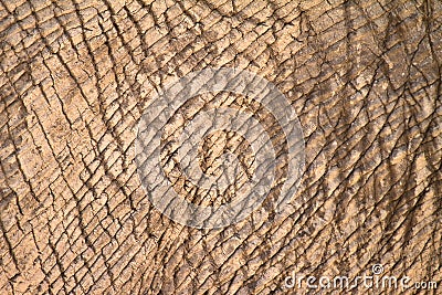 Elephant skin Stock Photo