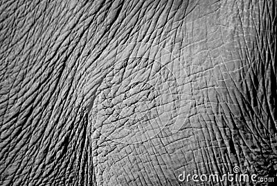 Elephant Skin Stock Photo