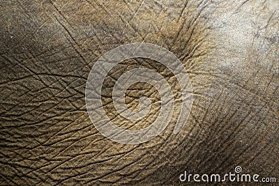 Elephant skin Stock Photo