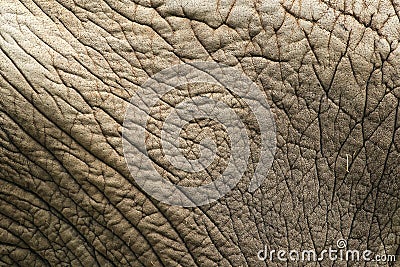 Elephant skin Stock Photo