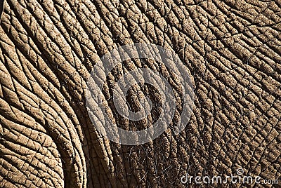 Elephant skin Stock Photo