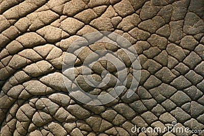 Elephant Skin Stock Photo