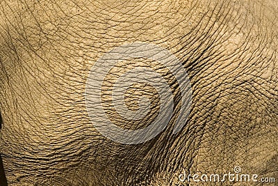 Elephant skin Stock Photo