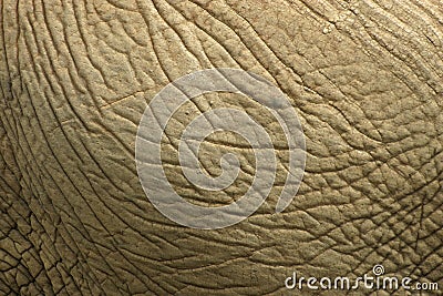 Elephant Skin Stock Photo