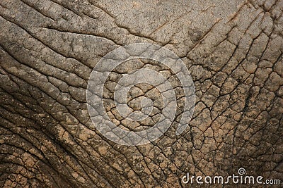 Elephant skin Stock Photo