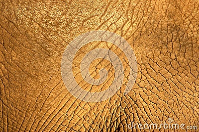 Elephant skin texture Stock Photo