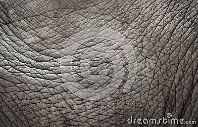 Elephant skin texture Stock Photo