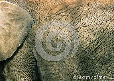 Elephant skin texture Stock Photo