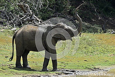 Elephant spraying dirt and water on itself Stock Photo