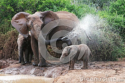 Elephant Spraying Water Stock Photo