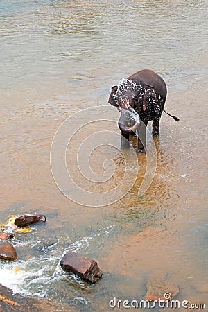 Elephant spraying water while in river in Ceylon Stock Photo