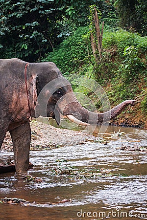 Elephant standing in river in the rain forest of Khao Sok sanctuary, Thailand Stock Photo