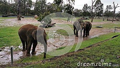 Elephants @ Taronga Western Plains Zoo Dubbo NSW Australia Stock Photo