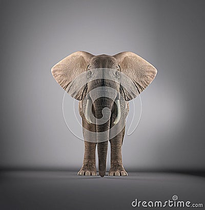 Elephant in a studio Stock Photo