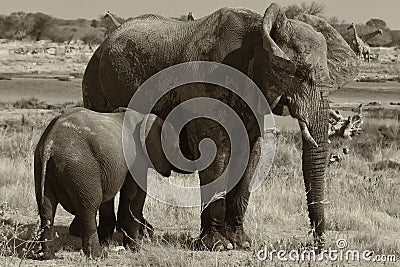 Elephant while it suckles the puppy in black and w Stock Photo