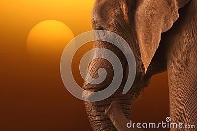 Elephant sunrise A Stock Photo