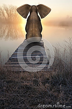 Elephant Sunrise Sunset Peaceful Landscape Stock Photo