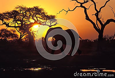 Elephant at sunset, Botswana. Stock Photo