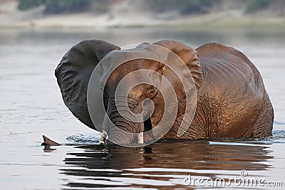 Elephant swimming through river in Southern Africa Stock Photo