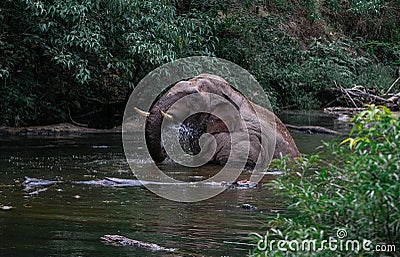 An elephant is swimming in the river at the Thailand Khao Yai national park, Thai elephant washing self body in the canal of wild Stock Photo