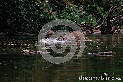 An elephant is swimming in the river at the Thailand Khao Yai national park, Thai elephant washing self body in the canal of wild Stock Photo