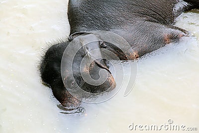 Elephant take a bath Stock Photo