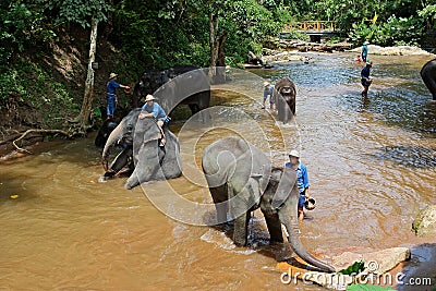 Elephant take a Bathe Editorial Stock Photo