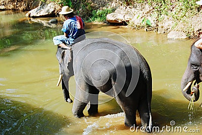 Elephant Take Shower Editorial Stock Photo