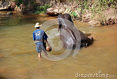 Elephant Take Shower Editorial Stock Photo