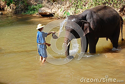 Elephant Take Shower Editorial Stock Photo