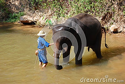 Elephant Take Shower Editorial Stock Photo