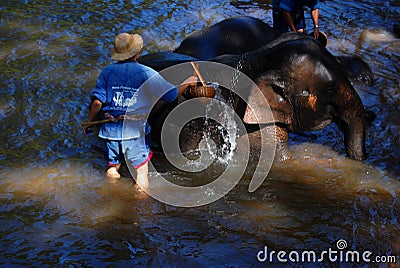 Elephant Take Shower Editorial Stock Photo