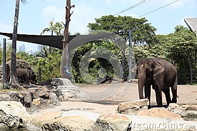 An elephant in Taronga Zoo Australia Stock Photo