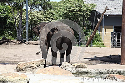 An elephant in Taronga Zoo Australia Stock Photo