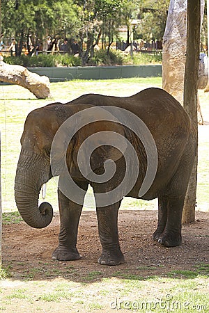 Elephant Editorial Stock Photo