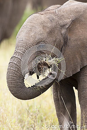 Elephant teeth and mouth close-up with detail artistic conversio Stock Photo