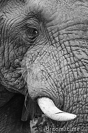 Elephant teeth and mouth close-up detail artistic conversion Stock Photo