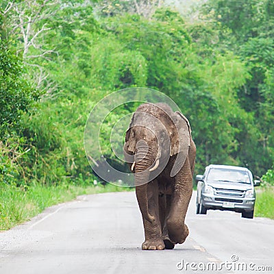 Elephant Thailand Stock Photo