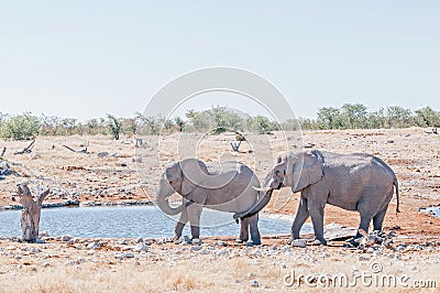 Elephant touching the genitals of another elephant with its trunk Stock Photo