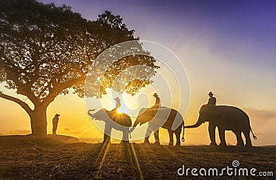 Elephant trainer and Three mahout with three elephants walking to a tree during a sunrise silhouette. vintage style. The Stock Photo