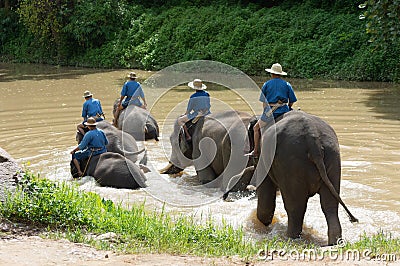 Elephant trekking Editorial Stock Photo