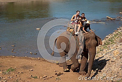 Elephant trekking Editorial Stock Photo