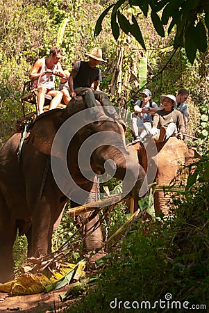 Elephant trekking Editorial Stock Photo