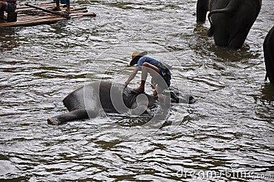 Elephant trekking in thailand Editorial Stock Photo