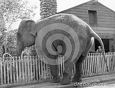 Elephant trying to cross over a picket fence Stock Photo