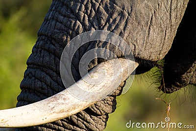 Elephant tusk Stock Photo